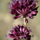 Image of Allium atroviolaceum Boiss.