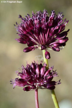 Allium atroviolaceum Boiss. resmi