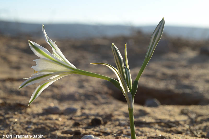 Image of Pancratium sickenbergeri Asch. & Schweinf.