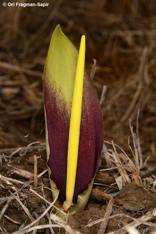 Image of Biarum auraniticum Mouterde