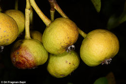 Image of Pyrus syriaca Boiss.