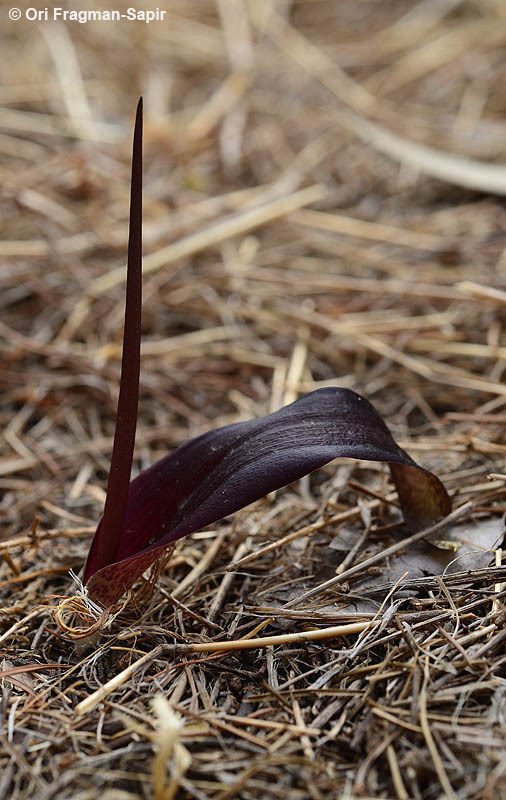 Image of Biarum angustatum (Hook. fil.) N. E. Br.