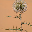 Echinops philistaeus Feinbr. & Zohary的圖片