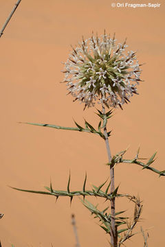 Image of Echinops philistaeus Feinbr. & Zohary