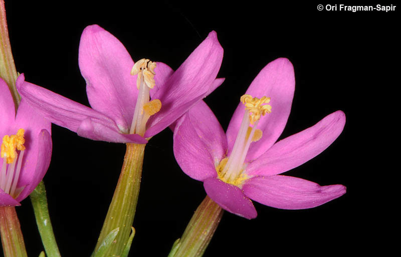 Image of Centaury