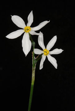 Image of Narcissus serotinus L.