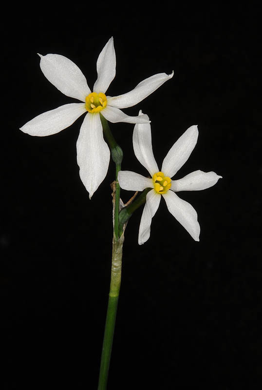 Image of Narcissus serotinus L.