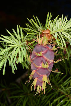 Image of Douglas Fir