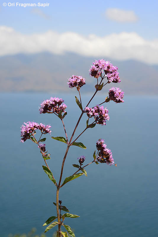 Image of oregano