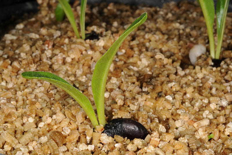 Image of Acanthus dioscoridis L.