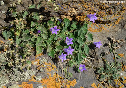 Image of Campanula bayerniana Rupr.