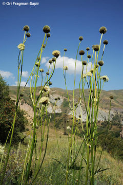 صورة Cephalaria gigantea (Ledeb.) Bobrov