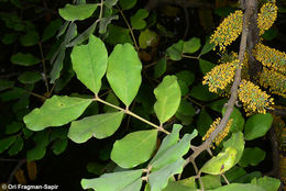 Image of Carob Tree