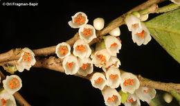 Image of Eurya acuminatissima Merr. & Chun