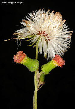 Image of redflower ragleaf