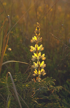 Image of Lupinus palaestinus Boiss.