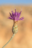 Слика од Centaurea damascena Boiss.