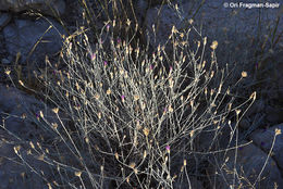 Слика од Centaurea damascena Boiss.