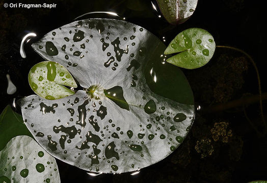 Imagem de <i>Nymphaea daubeniana</i>