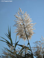 Image of common reed