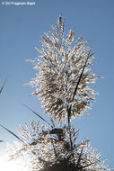 Image of common reed