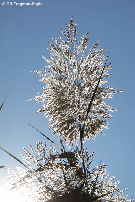 Image of common reed