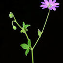 Image of Geranium albanum M. Bieb.