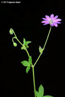 Image of Geranium albanum M. Bieb.