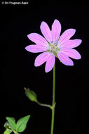 Image of Geranium albanum M. Bieb.