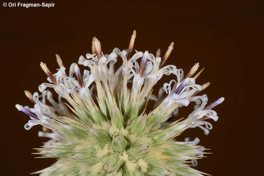 Image of Echinops philistaeus Feinbr. & Zohary