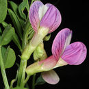 Image of Vicia esdraelonensis Warb. & Eig
