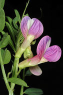 Image of Vicia esdraelonensis Warb. & Eig