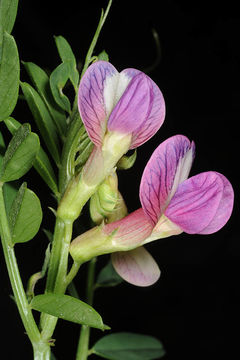 Image de Vicia esdraelonensis Warb. & Eig