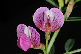 Image of Vicia esdraelonensis Warb. & Eig