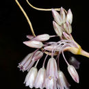 Image of Allium kunthianum Vved.