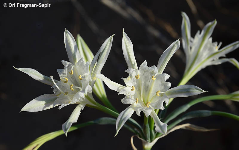 Image of Pancratium sickenbergeri Asch. & Schweinf.