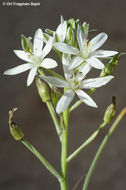 Image of Ornithogalum neurostegium Boiss. & Blanche