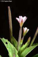 Image of Broad-leaved Willowherb