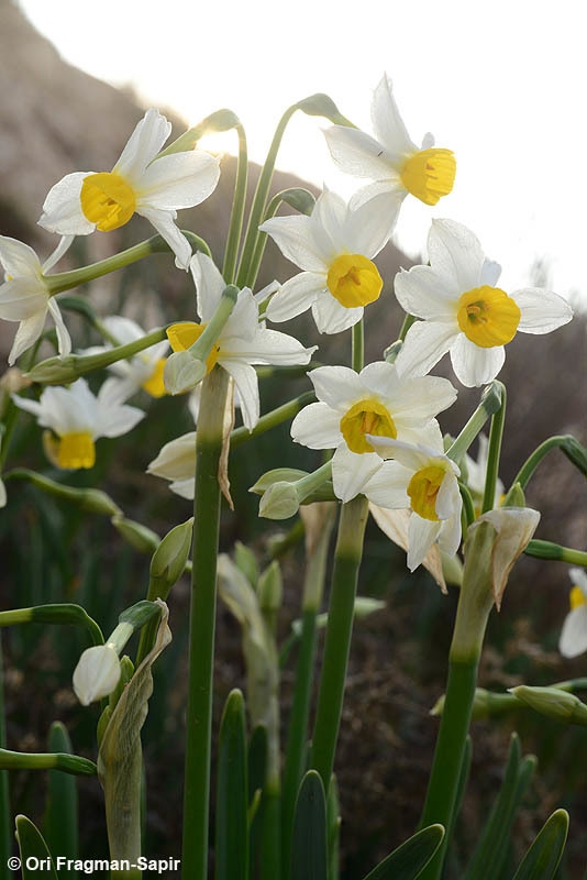 Image of cream narcissus