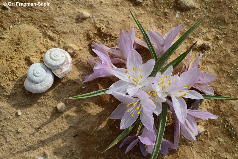 Image of Colchicum ritchii R. Br.