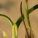 Image of Biarum olivieri Blume