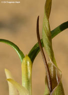 Image of Biarum olivieri Blume