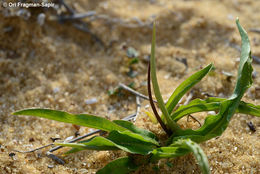 Image of Biarum olivieri Blume