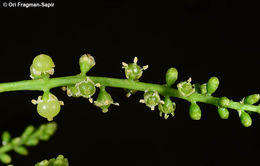 Image of Toothbrush tree