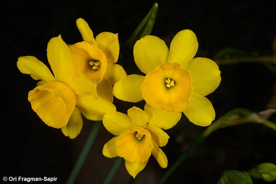 صورة Narcissus cuatrecasasii Fern. Casas, M. Laínz & Ruíz Rejón