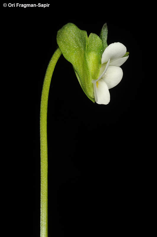 صورة Viola modesta Fenzl