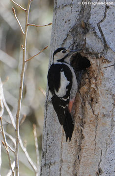 Image of Syrian Woodpecker