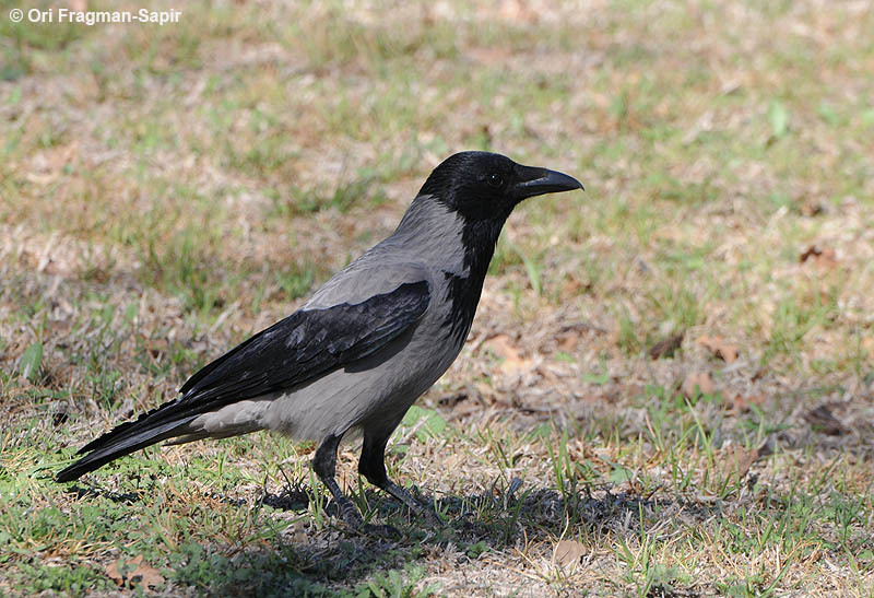 Imagem de Corvus cornix Linnaeus 1758