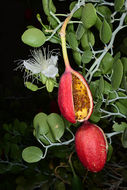 Image de <i>Capparis cartilaginea</i>