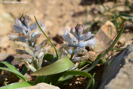 Image of Bellevalia desertorum Eig & Feinbrun